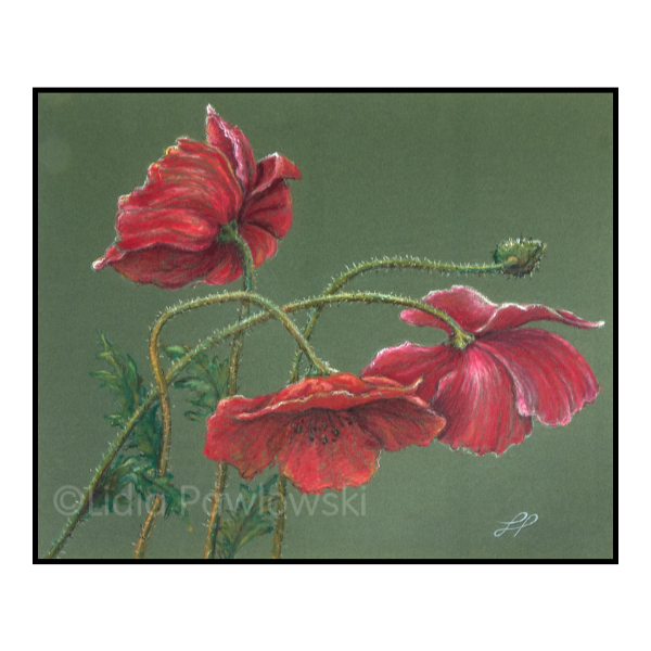 Flowers - Poppies Pastels