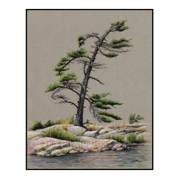 Wind Pine, Georgian Bay series, Pastels
